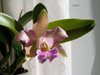 Laelia alaorii x Cattleya schilleriana